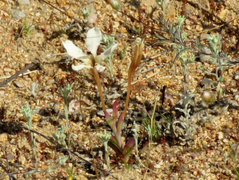 Image of Lapeirousia fabricii subsp. fabricii