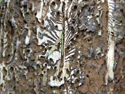 Image of european spruce bark beetle