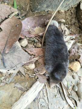 Image of Insular Mole