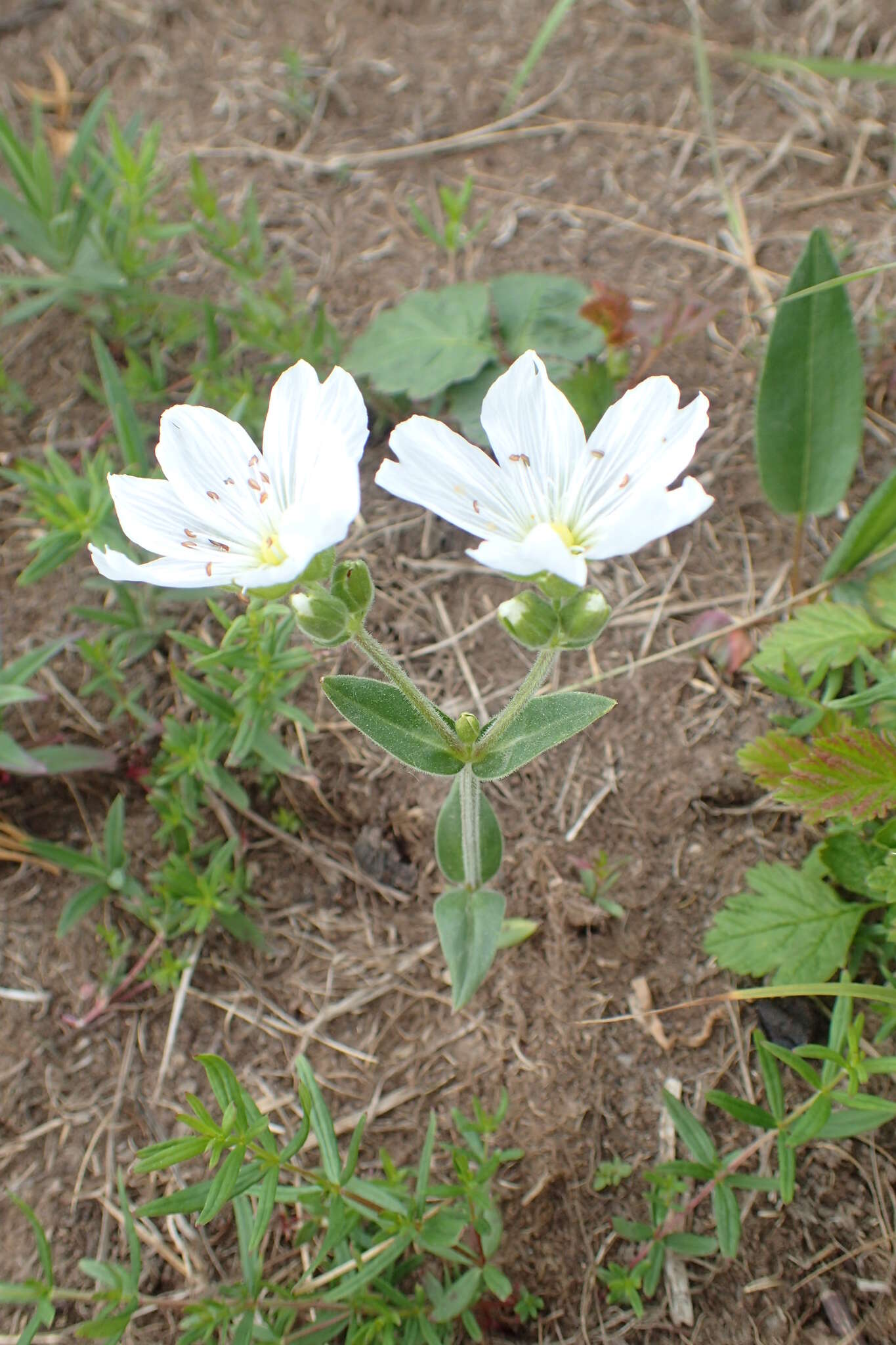 Image of great chickweed