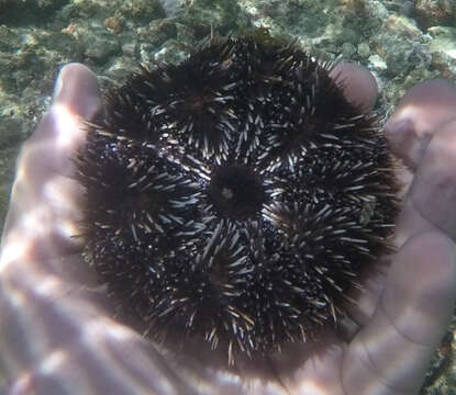 Image of Collector urchin