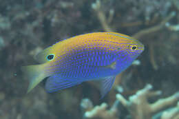 Image of Ocellate damselfish