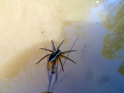 Dolomedes fimbriatus (Clerck 1757) resmi