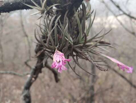 Imagem de Tillandsia argentina C. H. Wright