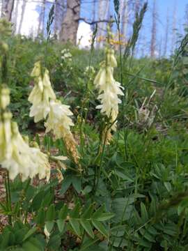 Image of white sweetvetch