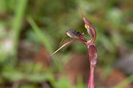 Image of Chiloglottis anaticeps D. L. Jones