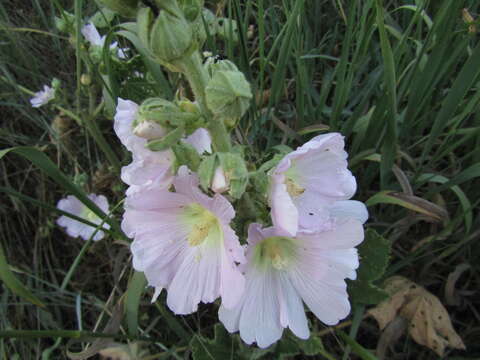 Image of hollyhock