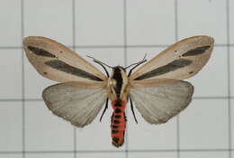 صورة Creatonotos gangis Linnaeus 1763