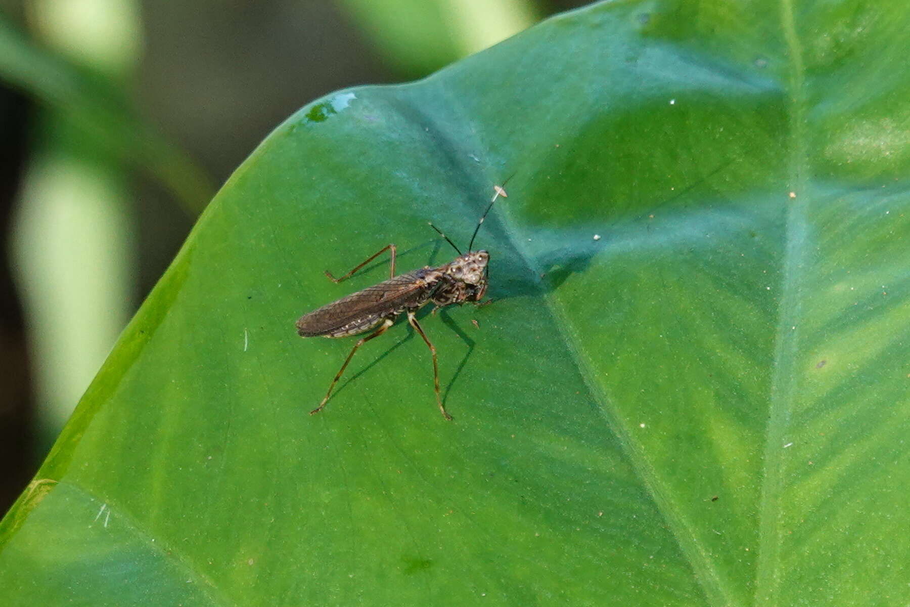 Image of Spilomantis occipitalis (Westwood 1889)