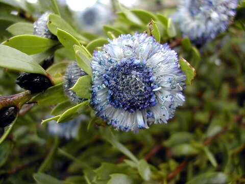 Image of Alypo globe daisy