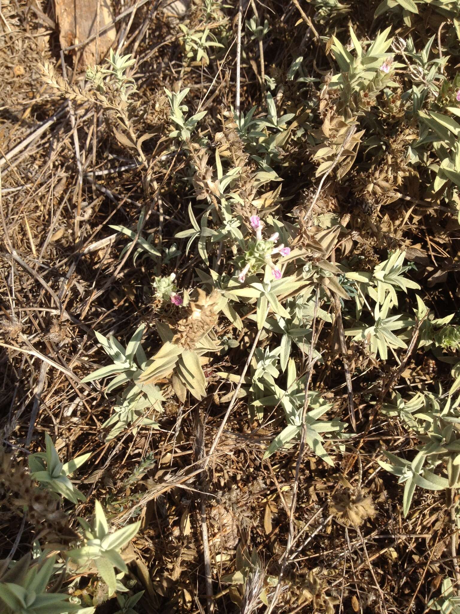 Слика од Stachys palaestina L.