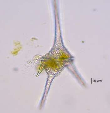 صورة Ceratium hirundinella