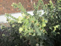 Image of white henbane