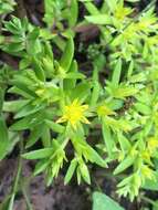 Image of stringy stonecrop