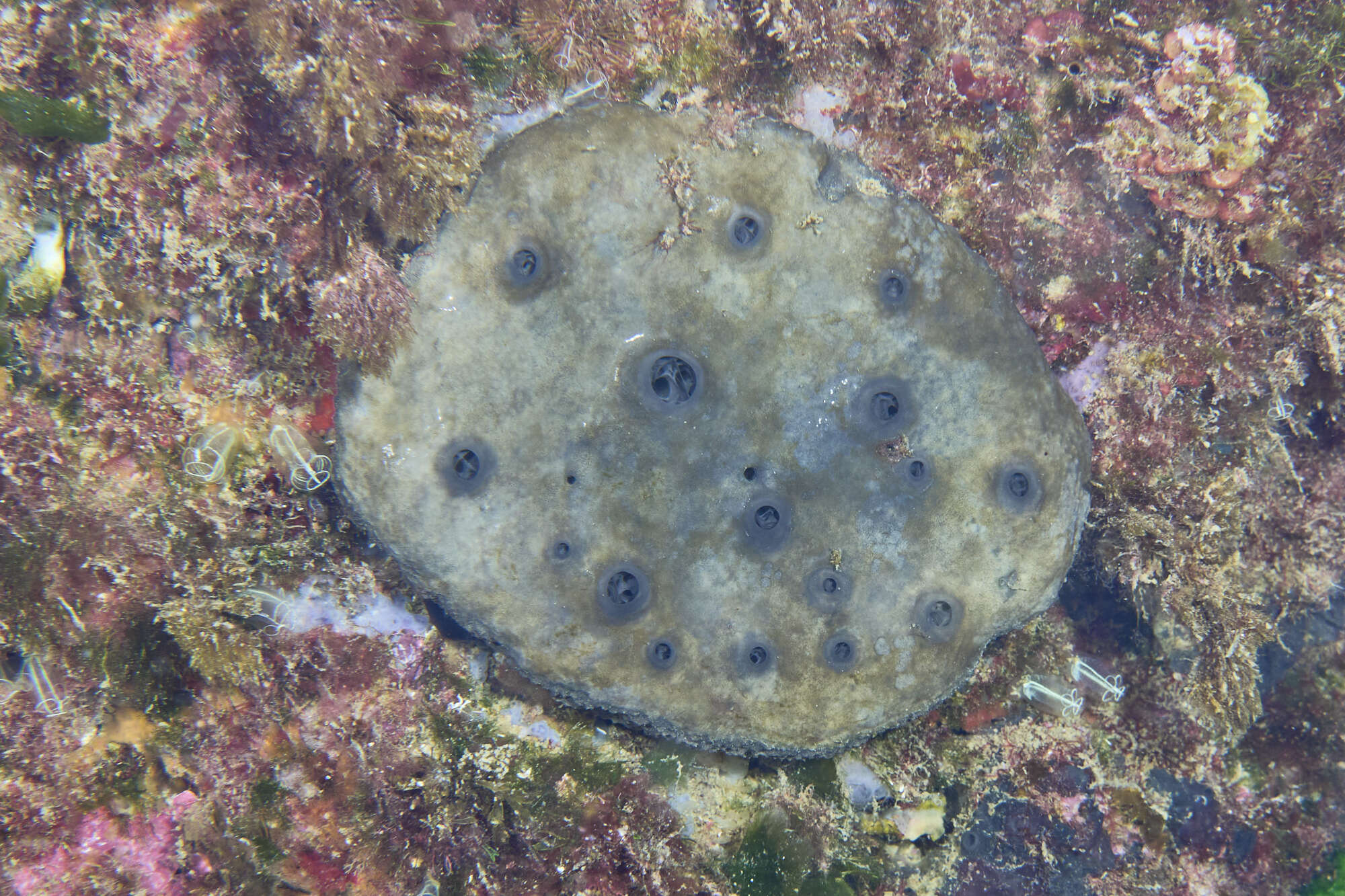 Image of grey leather sponge