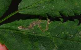 Image of Stigmella nylandriella (Tengström 1848) Beirne 1945