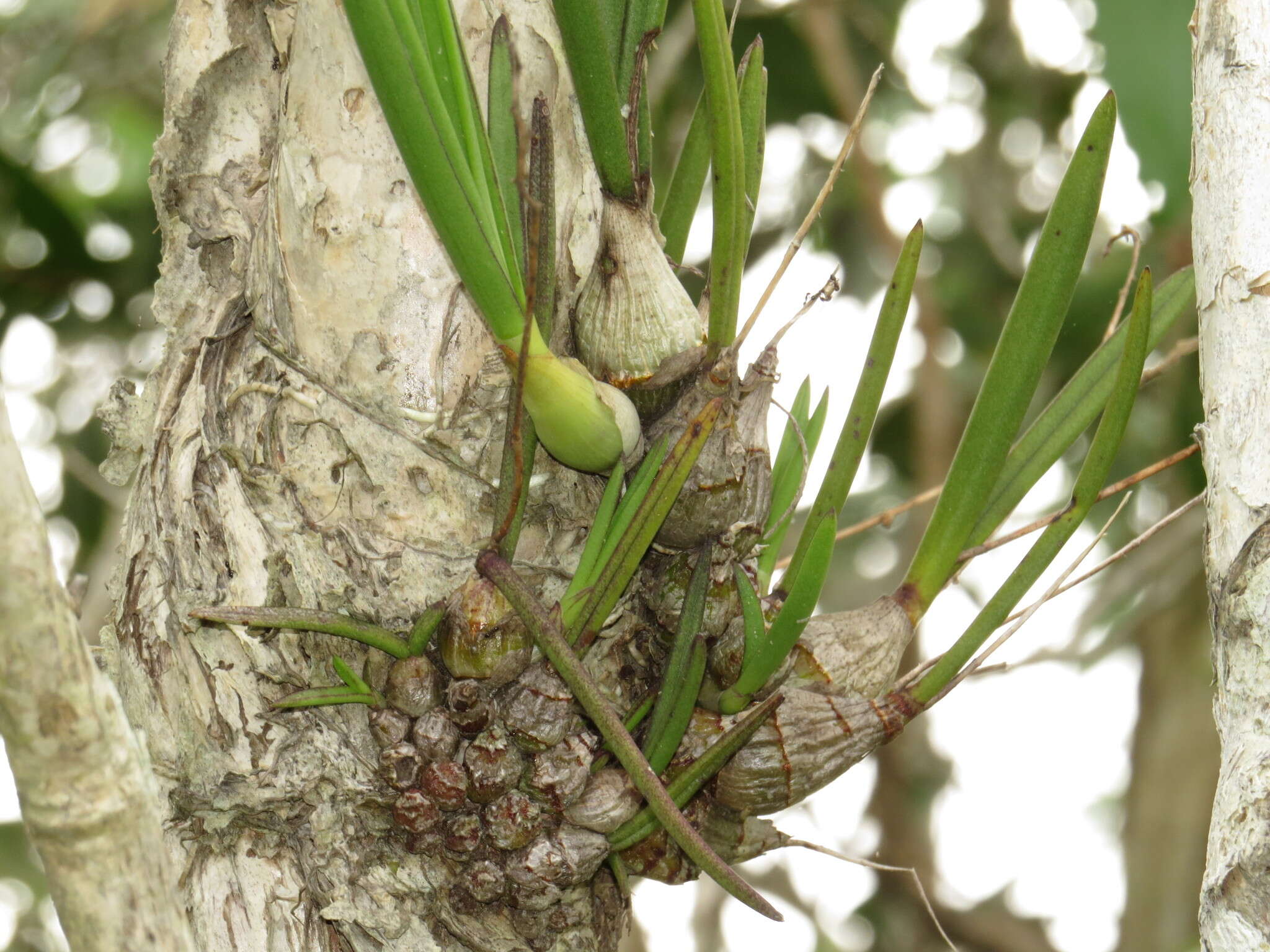 Dendrobium canaliculatum R. Br. resmi