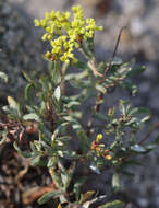 Imagem de Eriogonum microtheca var. ambiguum (M. E. Jones) Reveal