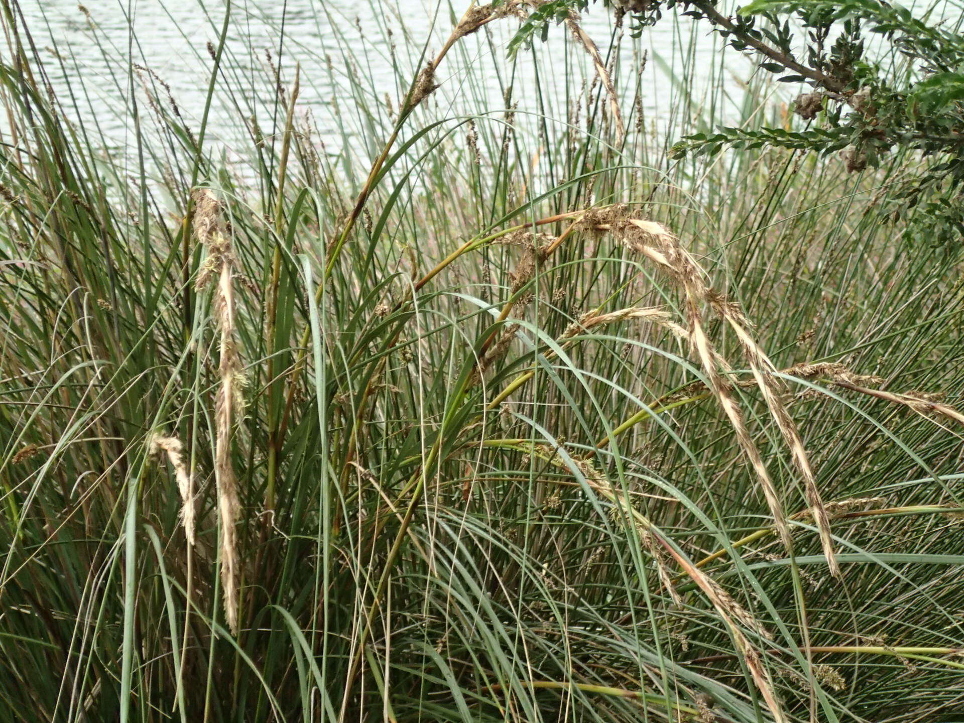 Image of Gahnia filum (Labill.) F. Muell.