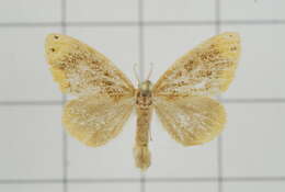 Image of Arna bipunctapex Hampson 1891