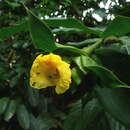 Image of <i>Costus aureus</i> H. Maas & Maas