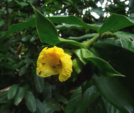 Image of <i>Costus aureus</i> H. Maas & Maas