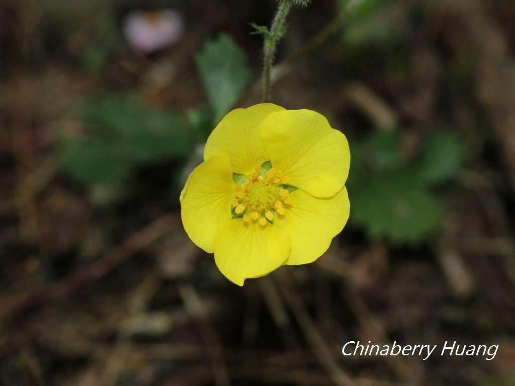 Image de Potentilla matsumurae Th. Wolf