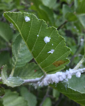 Image of Psylla floccosa Patch 1909