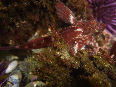 Image of Rosy sculpin