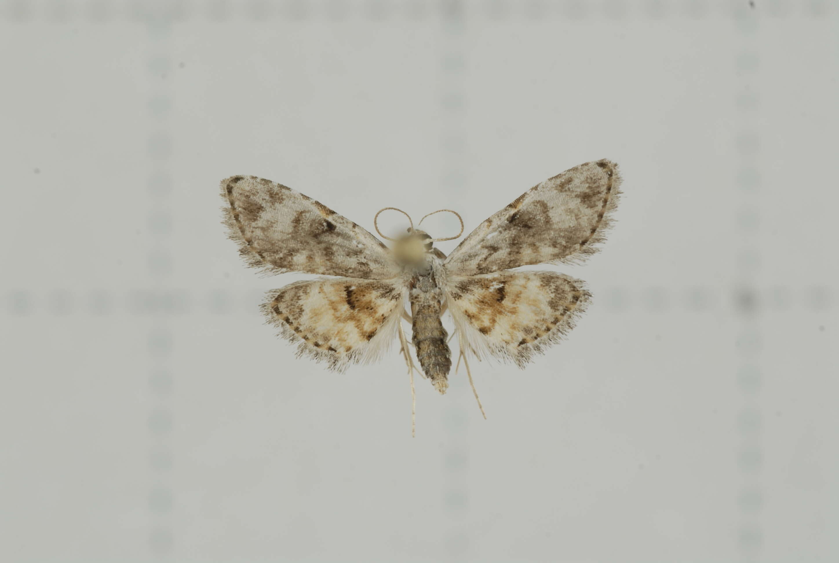 Image of Araeopteron Hampson 1893