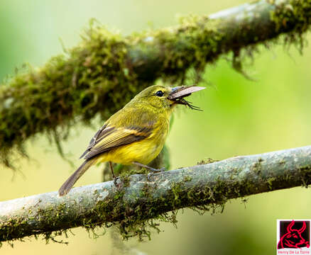 Image of Flavescent Flycatcher