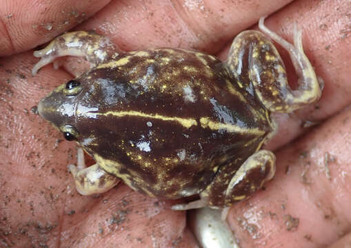 Image of Guinea Snout-burrower