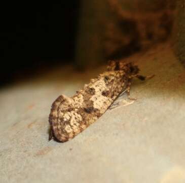 Image of Cresson's Grass-tubeworm Moth