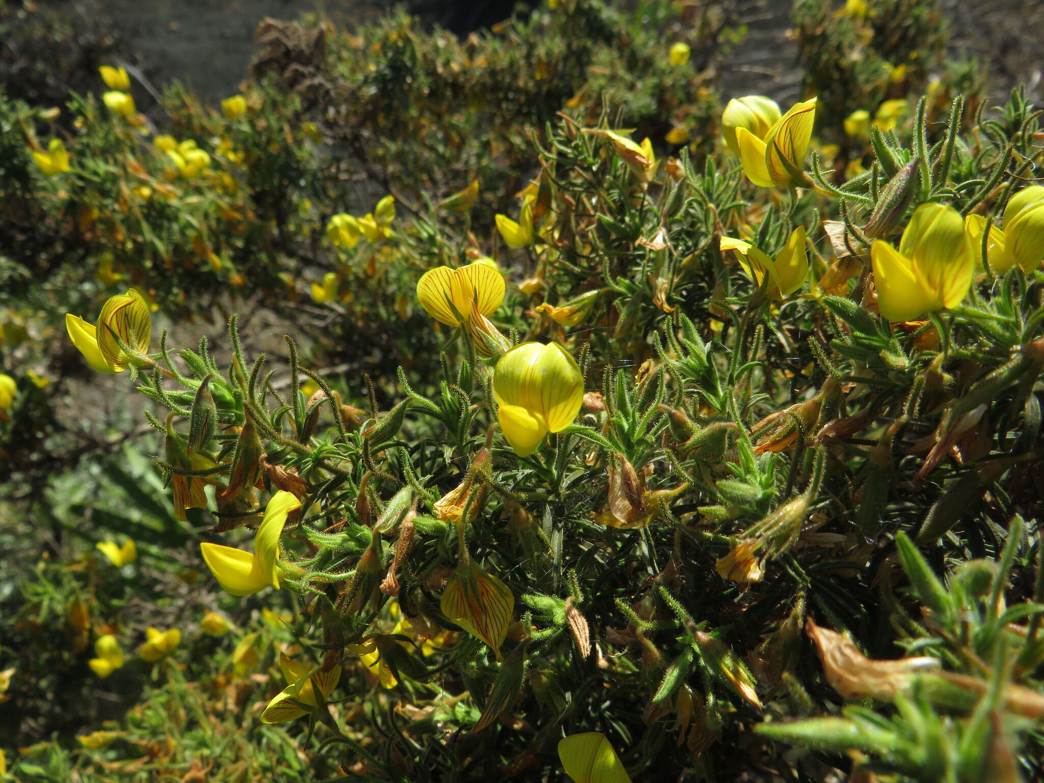 Image of Ononis natrix subsp. angustissima (Lam.) Sirj.