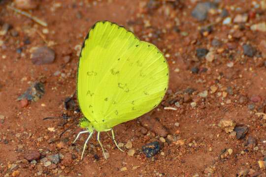 Image de Eurema hecabe (Linnaeus 1758)