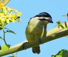 Image of Pogoniulus bilineatus bilineatus (Sundevall 1850)