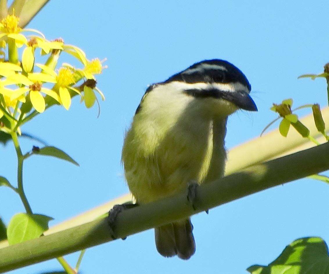 صورة Pogoniulus bilineatus bilineatus (Sundevall 1850)