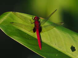 Image of Erythrodiplax castanea (Burmeister 1839)