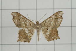 Image of Semiothisa emersaria Walker 1861