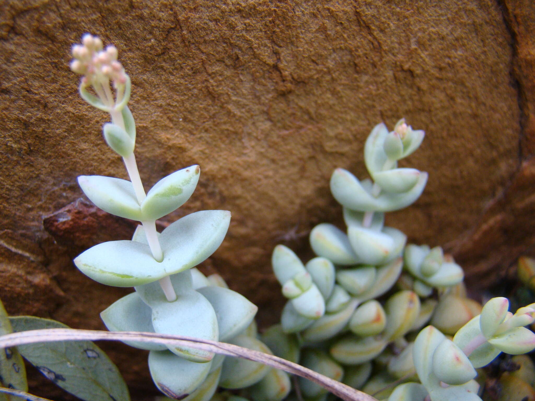 Image of Crassula rupestris subsp. rupestris