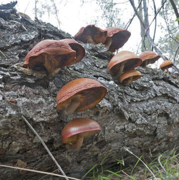 Image of Gymnopilus thiersii M. T. Seidl 1989