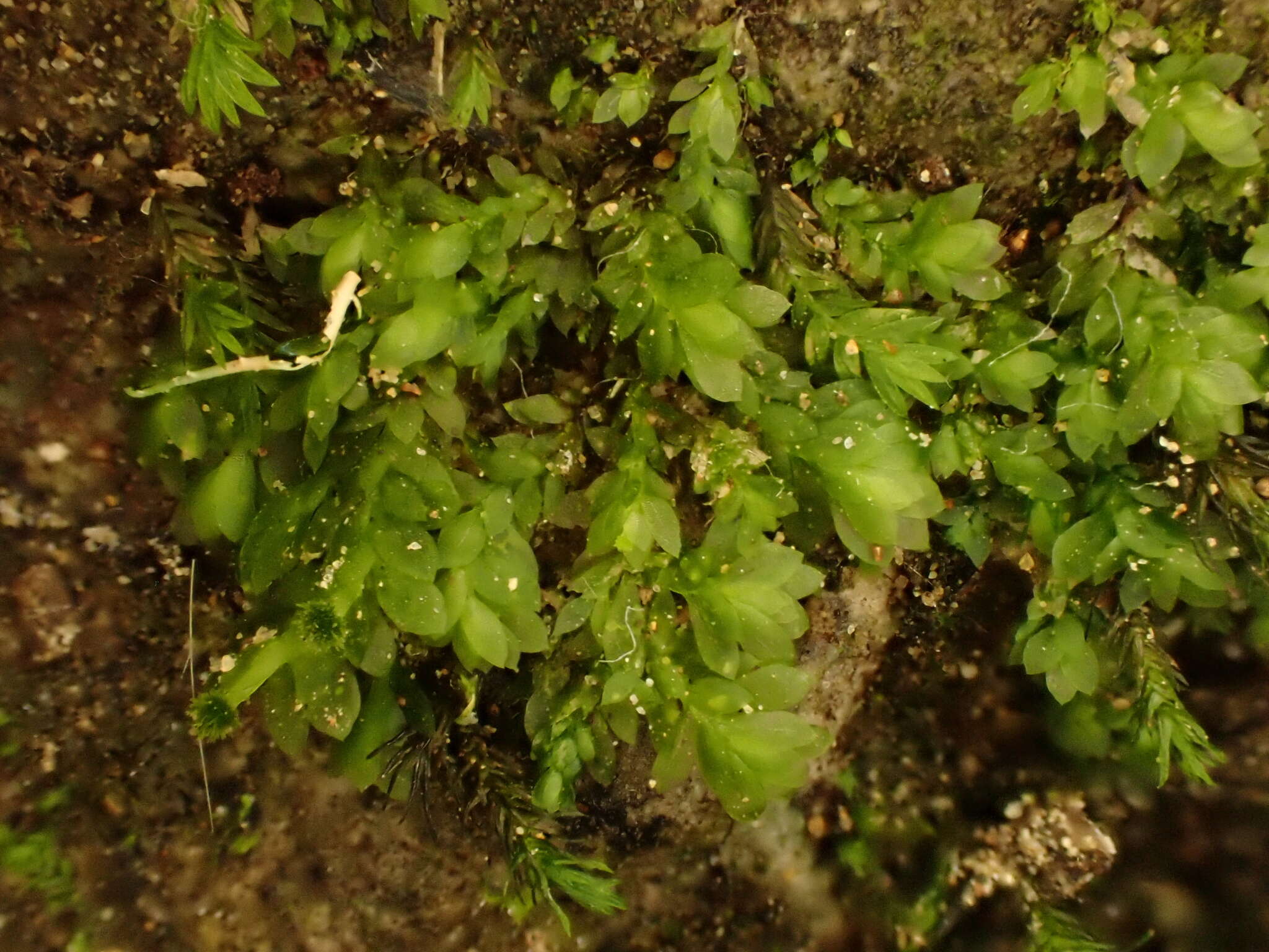 Image of Beeveria distichophylloides Fife 1992