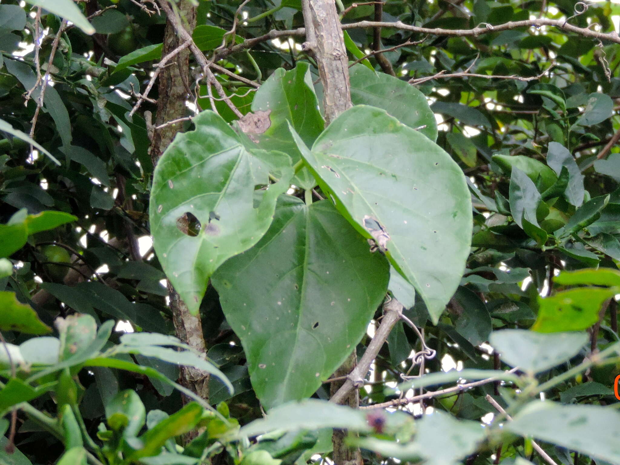 Image of grape ivy