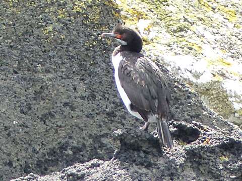 Image of Campbell Shag