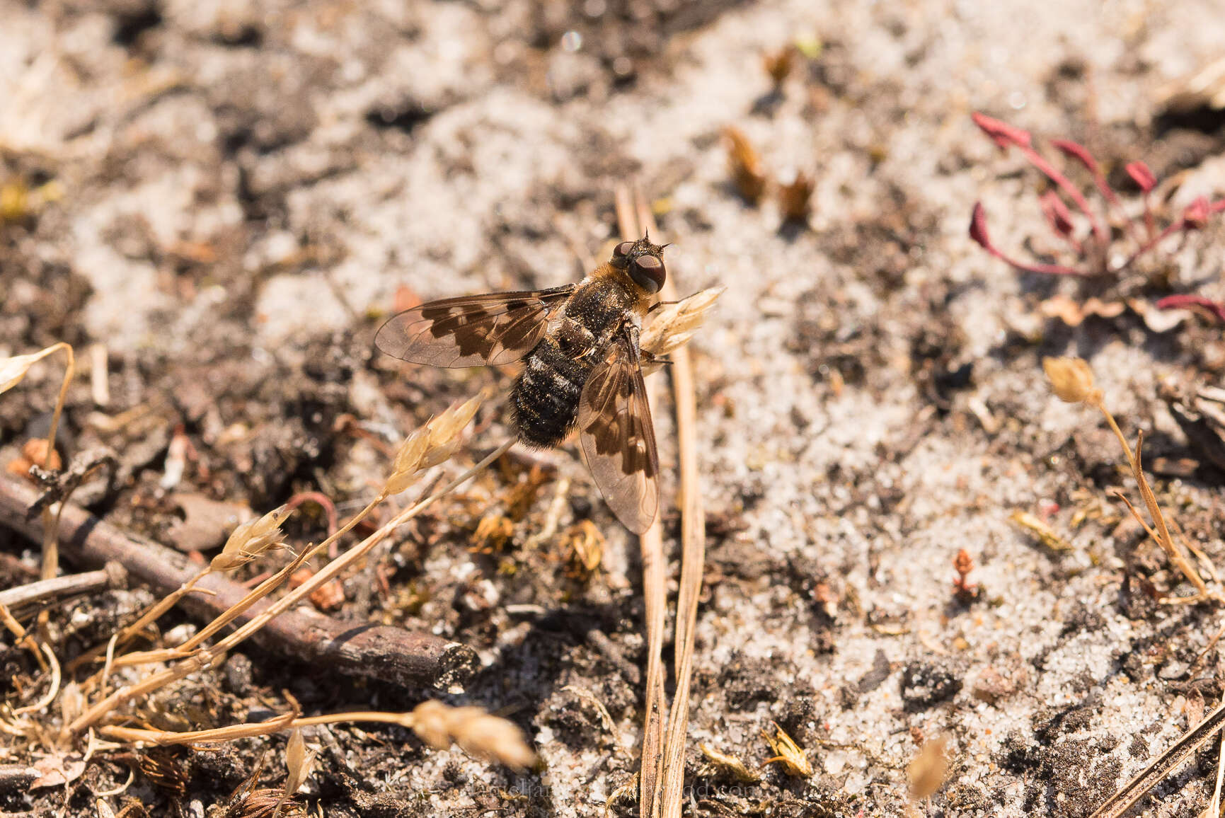 Image of Mottled bee-fly