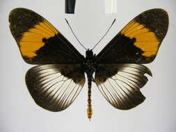 Image de Acraea poggei nelsoni Grose-Smith & Kirby 1892