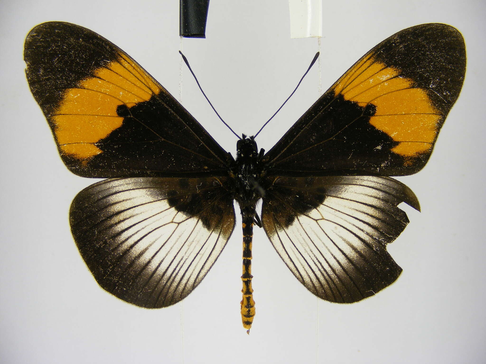 Image of Acraea poggei nelsoni Grose-Smith & Kirby 1892