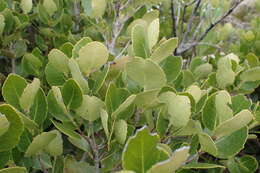 Image of Cassine peragua subsp. barbara (L.) R. H. Archer