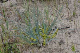 Image de Lomandra multiflora subsp. multiflora