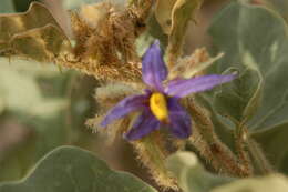 Image of Solanum lycocarpum A. St.-Hil.